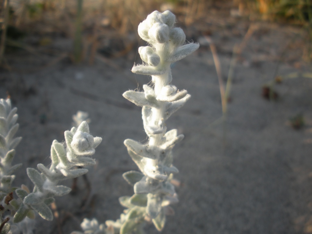 Otanthus maritimus